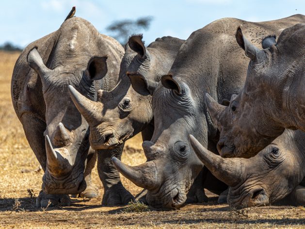 iucn-pix-1-rhino-629x472.jpeg